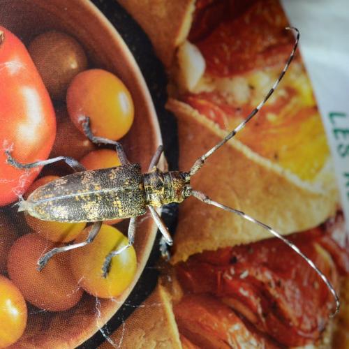Réf. 307 031 : Monochamus galloprovincialis